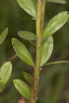 Hairy pinweed